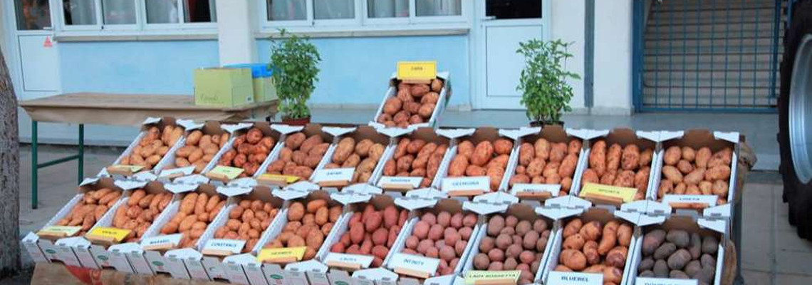 6th Pancyprian Festival of Potato in Avgorou