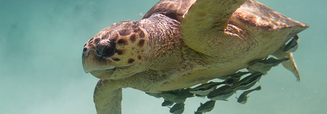 Great Spots for Snorkelling around Cyprus