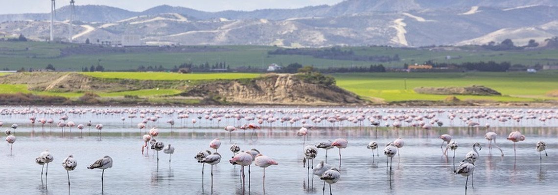 Bird Watching in Cyprus